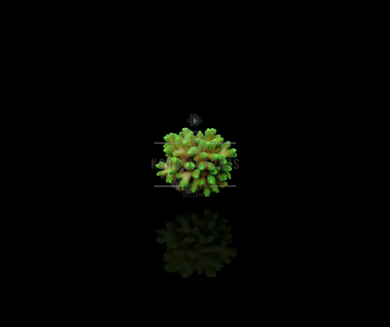 Stylophora Pistillata (Green polyp)